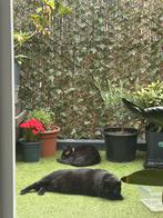 DIRECT OPHALEN - OPRUIMING Kunsthaag hedera + bamboe, Tuin en Terras, Schuttingen, Ophalen