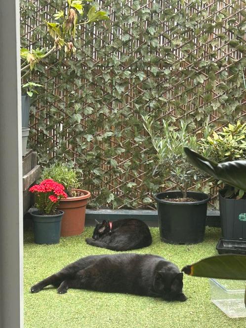 DIRECT OPHALEN - OPRUIMING Kunsthaag hedera + bamboe, Tuin en Terras, Schuttingen, Ophalen