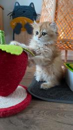 British golden longhair / Britse langhaar gouden kitten, Dieren en Toebehoren, Katten en Kittens | Raskatten | Langhaar, Poes