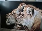 Groot Wandbord met Leeuwen - 140x100cm, Ophalen, 125 cm of meer, 75 cm of meer, Print