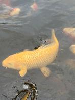 karashi ginrin, Dieren en Toebehoren, Vissen | Vijvervissen, Karper of Koi