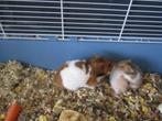 hamsters., Dieren en Toebehoren, Knaagdieren, Oktober, Meerdere dieren, Hamster