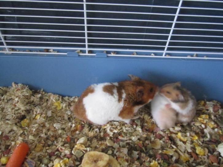 hamsters., Dieren en Toebehoren, Knaagdieren, Meerdere dieren, Hamster, Oktober