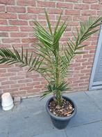 Planten, Ophalen, Bloeit niet, Overige soorten, Volle zon