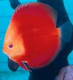 Discus Red Valintine 8 cm - Siner - Koidreams