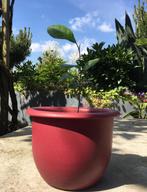 Biologische citroen mandarijnen graslelie, Fruitplant, In pot, Minder dan 100 cm, Bloeiende kamerplant