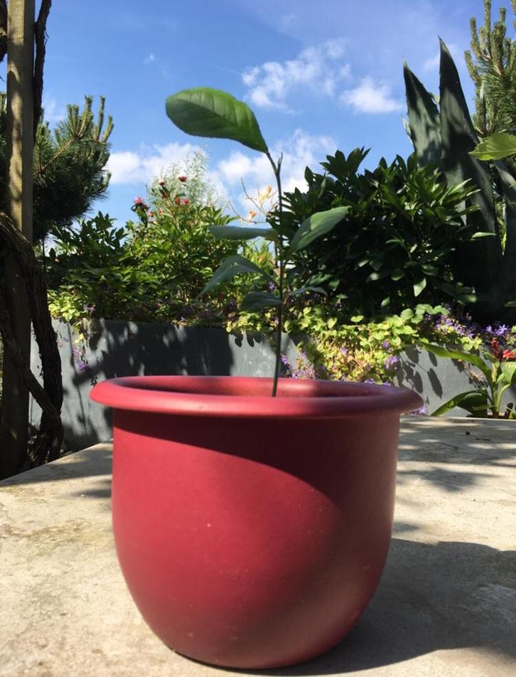 Biologische citroen mandarijnen graslelie, Huis en Inrichting, Kamerplanten, Fruitplant, Minder dan 100 cm, Bloeiende kamerplant