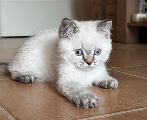 Lieve Britse Korthaar Kater – 11 weken – €700, Dieren en Toebehoren, Katten en Kittens | Raskatten | Korthaar, Kater, 0 tot 2 jaar