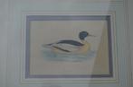 Fraaie handgekleurde litho 'Goosander' (Grote Zaagbek) 1868, Antiek en Kunst, Kunst | Litho's en Zeefdrukken, Ophalen of Verzenden