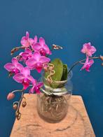 Orchidee Phalaenopsis Roots in glas (4)