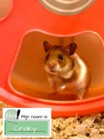 Syrische hamster zoekt een huisje!, Dieren en Toebehoren, Knaagdieren, Mannelijk, Hamster, Tam