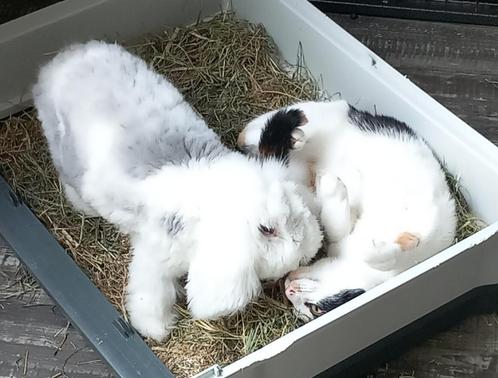 Teddy Widder witkop ram, supertam!, Dieren en Toebehoren, Konijnen, Middelgroot, Mannelijk, 0 tot 2 jaar, Hangoor