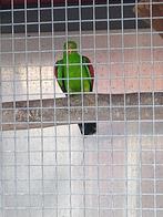 Roodvleugel parkiet man, Dieren en Toebehoren, Mannelijk, Parkiet, Geringd