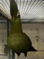 Buffoni toerako, Dieren en Toebehoren, Vogels | Overige Vogels, Vrouwelijk