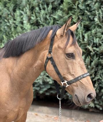 Knappe D pony, deze week ophalen! Bereden en betuigd! beschikbaar voor biedingen