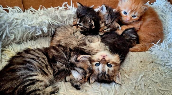 Boskatjes, Dieren en Toebehoren, Katten en Kittens | Raskatten | Langhaar, Ingeënt
