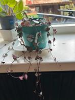 String of hearts (woodii), Huis en Inrichting, Kamerplanten, Ophalen of Verzenden, Overige soorten, Minder dan 100 cm