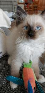Ragdoll kittens,knuffelkatjes met stamboom, Meerdere dieren, Gechipt, 0 tot 2 jaar