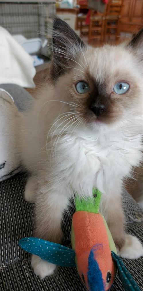 Ragdoll kittens,knuffelkatjes met stamboom, Dieren en Toebehoren, Katten en Kittens | Raskatten | Langhaar, Meerdere dieren, 0 tot 2 jaar
