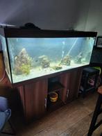 aquarium juwel, Dieren en Toebehoren, Vissen | Aquariumvissen