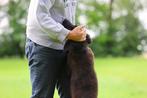 hondenoppas honden oppas aangeboden /25 euro logeernacht, Diensten en Vakmensen, Dieren | Honden | Verzorging, Oppas en Les, Particuliere oppas