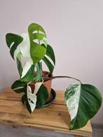 Monstera Deliciosa Half Moon zeldzaam!!, Huis en Inrichting, Kamerplanten, Ophalen of Verzenden, Halfschaduw, Minder dan 100 cm