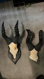 Hartenbeest schedel opgezet, Verzamelen, Dierenverzamelingen, Ophalen, Zo goed als nieuw, Hert, Schedel