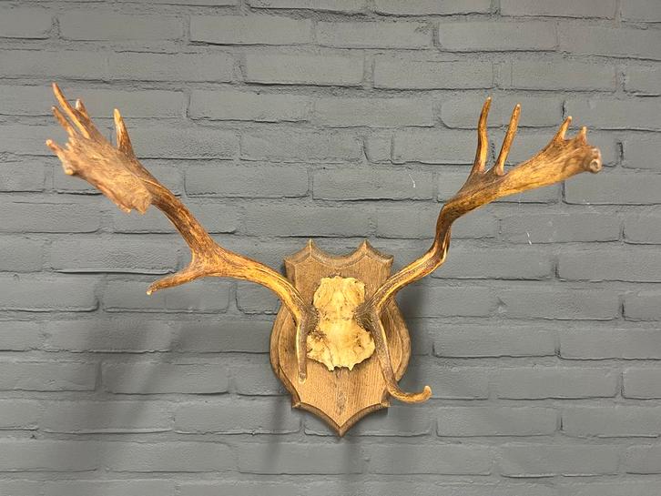 Hertengewei op houten schild, Huis en Inrichting, Woonaccessoires | Wanddecoraties, Gebruikt, Ophalen of Verzenden