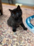 Te koop 2 black solid Ragdoll katertjes, Dieren en Toebehoren, Katten en Kittens | Raskatten | Langhaar, Meerdere dieren, Gechipt