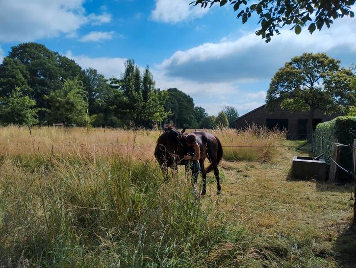 Huisdieren oppas aangeboden!, Dieren en Toebehoren, Stalling en Weidegang
