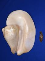 schelpen, Strombus goliath, Ophalen of Verzenden, Schelp(en)