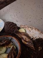 Te koop/op aanvraag,Lisachatina Reticulata, Dieren en Toebehoren, Reptielen en Amfibieën, Slang, 0 tot 2 jaar