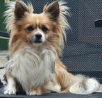 Prachtige raszuivere chihuahua dekreu, Reu, Eén hond, 3 tot 5 jaar, Nederland