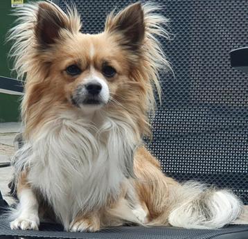 Prachtige raszuivere chihuahua dekreu beschikbaar voor biedingen