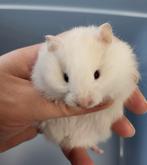 Lieve jonge Syrische hamsters, Dieren en Toebehoren, Knaagdieren, Hamster, Meerdere dieren, Tam, Oktober