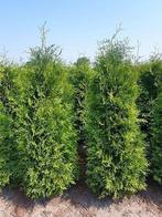Thuja occidentalis brabant coniferen, Tuin en Terras, Planten | Tuinplanten, Ophalen of Verzenden, Bloeit niet, Overige soorten