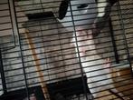 Tamme vrouwlijke Rittens / ratten mogen vandaag weg, Rat, Februari, Vrouwelijk, Tam