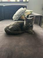 Britse korthaar, Dieren en Toebehoren, Poes, Ontwormd, 0 tot 2 jaar