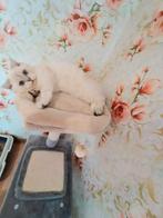 Prachtige zilveren chinchilla kittens, Dieren en Toebehoren, Katten en Kittens | Raskatten | Korthaar, Meerdere dieren, Gechipt