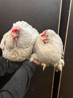 Twee parelgrijs cochin kriel hennen - Tam!, Dieren en Toebehoren, Pluimvee, Vrouwelijk, Kip
