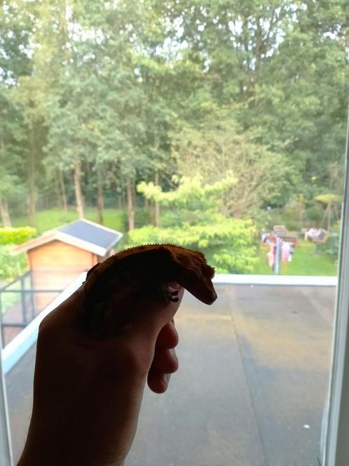 Wimpergekko vrouwtje (moet nu weg), Dieren en Toebehoren, Knaagdieren, Vrouwelijk, Overige typen, Voor 1 juli 2024, Tam