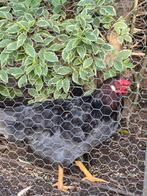 Diverse jonge haan  jersey giant andere maran kleurleggers, Dieren en Toebehoren, Pluimvee, Mannelijk, Kip