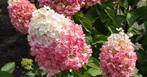 pluimhortensia pinky winky en pinky promise, Ophalen, Hortensia, Minder dan 100 cm
