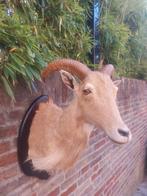 Opgezette kop manenschaap taxidermy opgezet geit schedel, Verzamelen, Dierenverzamelingen, Ophalen, Wild dier, Gewei of Kop