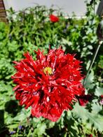 Zaad rode papaver, Ophalen of Verzenden, Voorjaar, Volle zon