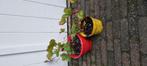 Lambada aardbeienplanten, Ophalen, Volle zon