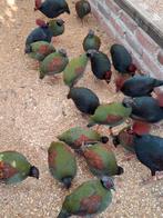 Roul roul kwartels / vogels, Dieren en Toebehoren, Vogels | Overige Vogels, Meerdere dieren, Geringd