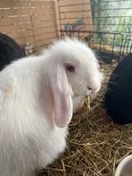 Zeer makke witte konijnen / rode ogen, Dieren en Toebehoren, Konijnen, Meerdere dieren, Dwerg