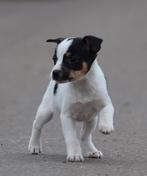 Leuke Boerenfox pups, Jack Russell Terriër, CDV (hondenziekte), 8 tot 15 weken, Meerdere