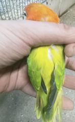 Prachtige tamme agapornis fisheri opaline euwing pop, Dieren en Toebehoren, Vogels | Parkieten en Papegaaien, Vrouwelijk, Dwergpapegaai of Agapornis